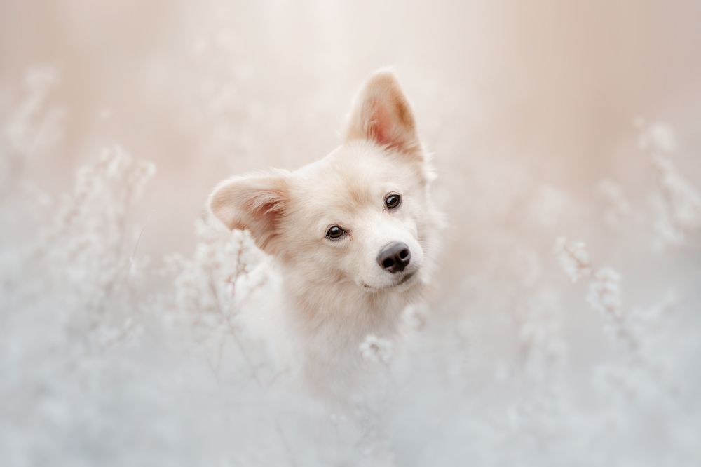 Photograph by Ve Shandor