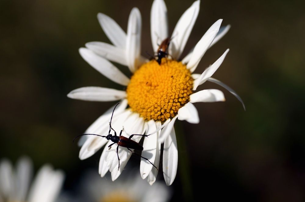 Photograph by Ирина Бондаренко