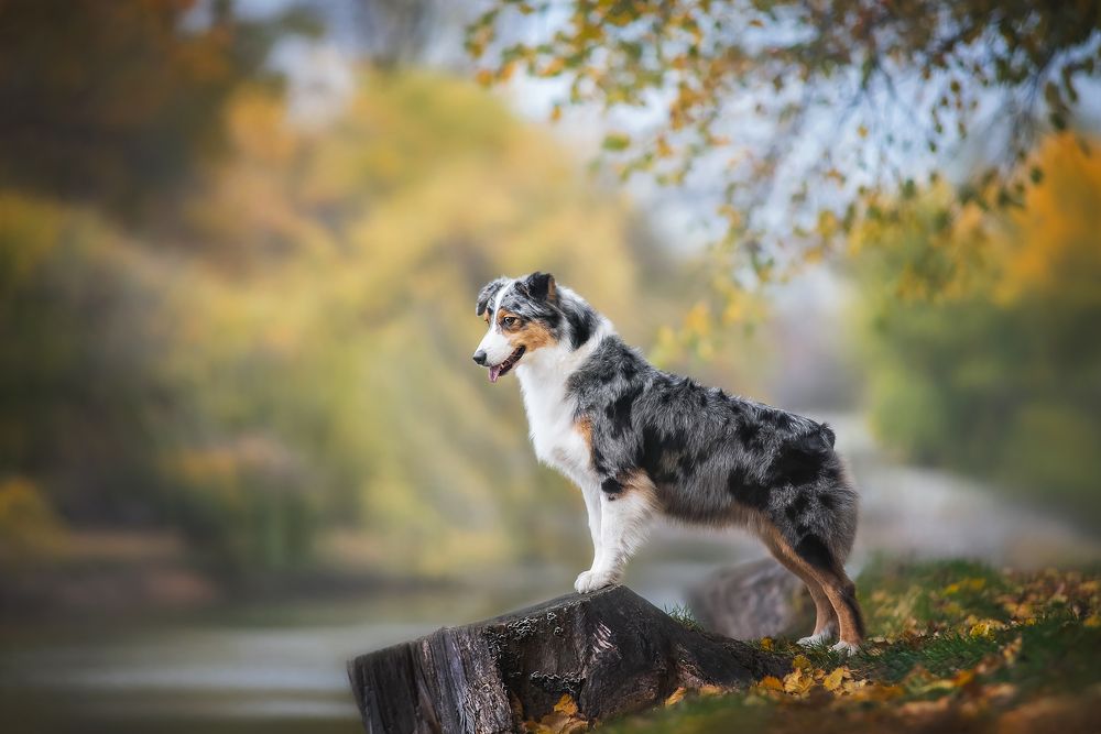 Photograph by Анна Вильховая