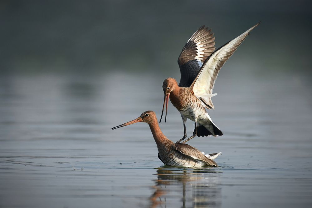 Фотография автора Sourav Mookherjee