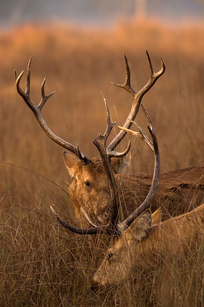 Photograph by Кирина Елизавета