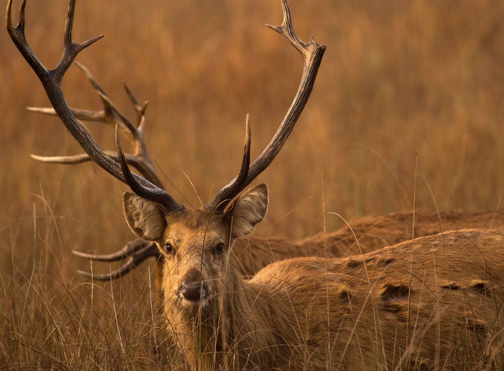 Фотография автора Кирина Елизавета