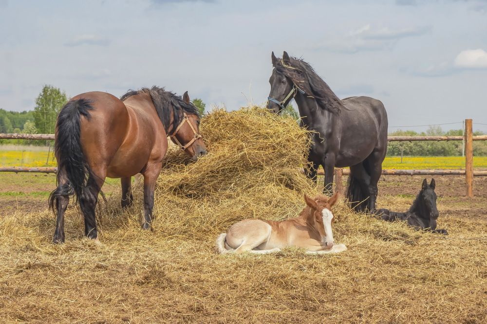 Рядом с мамой