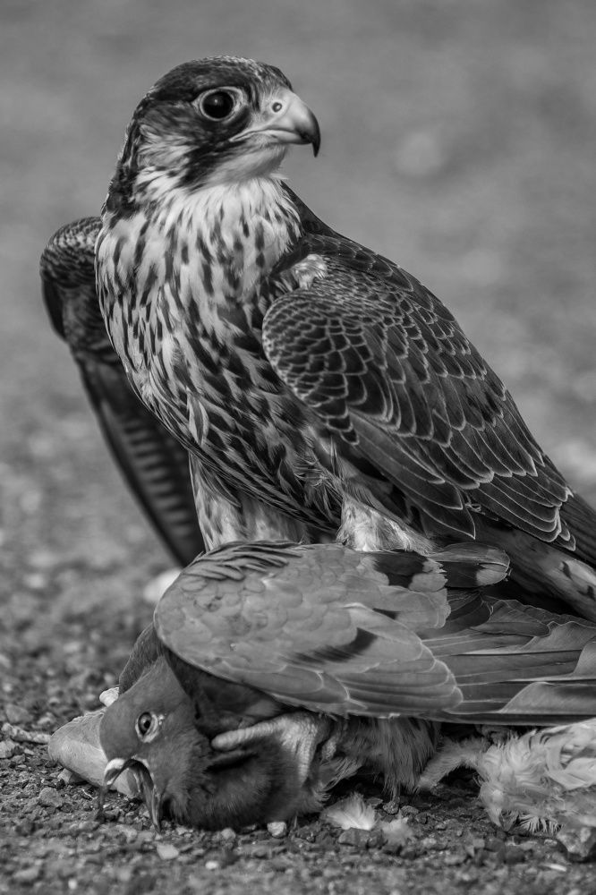 Photograph by Mohammed Elamine Belkhir