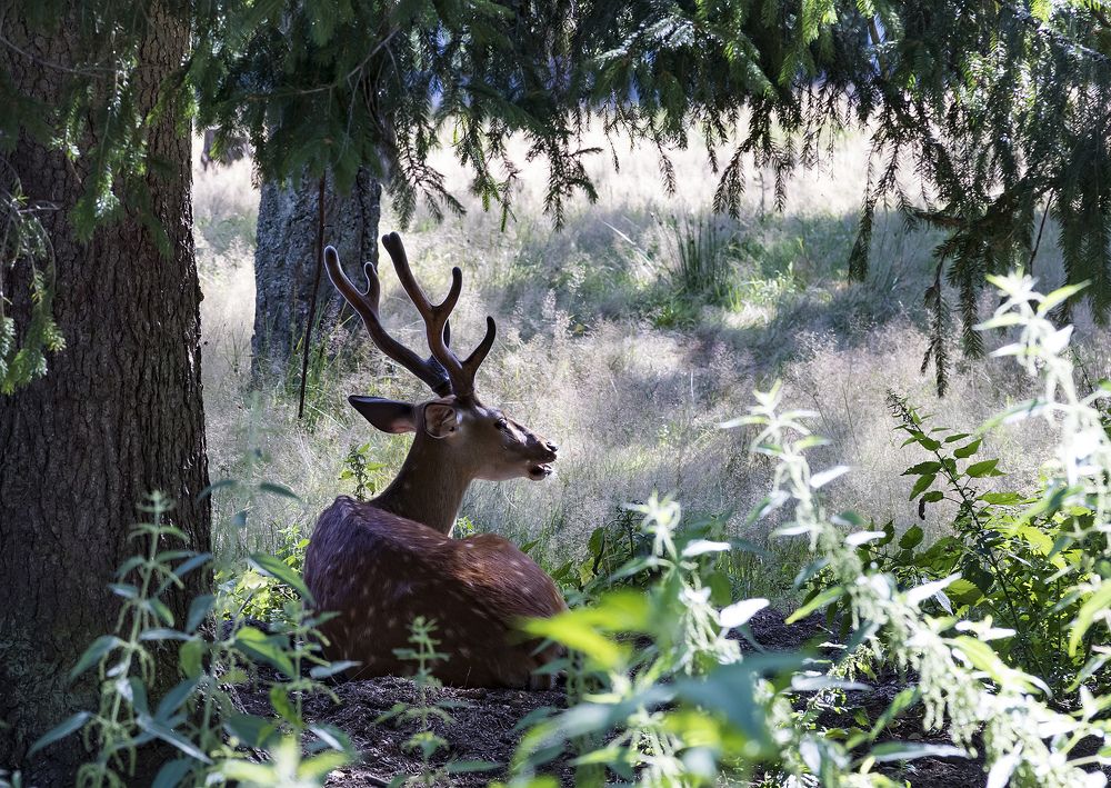 Photograph by Алексей Максимов