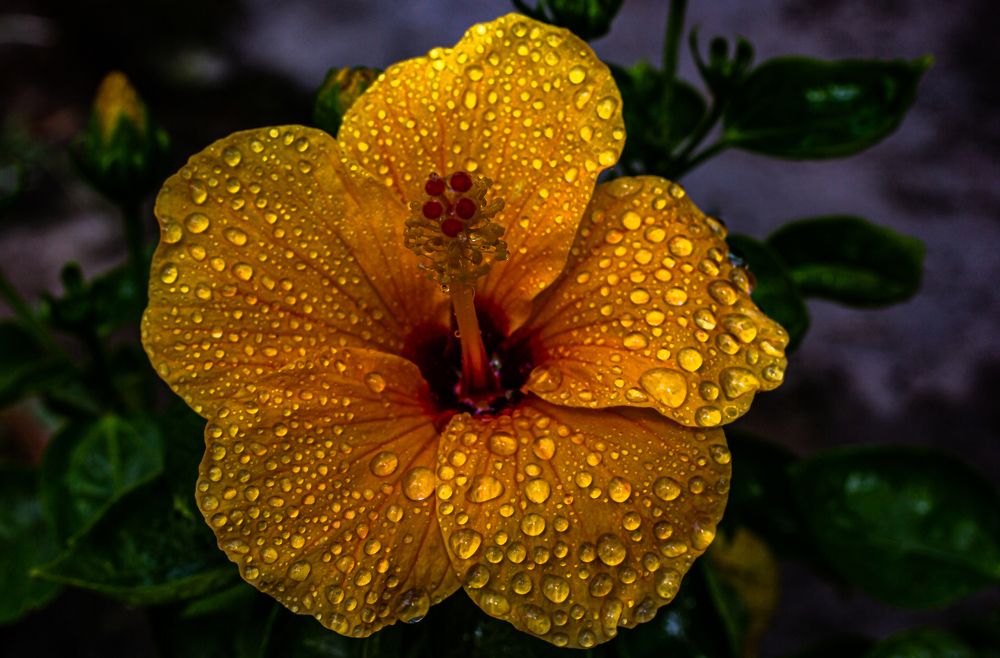 Photograph by Susobhan Biswas