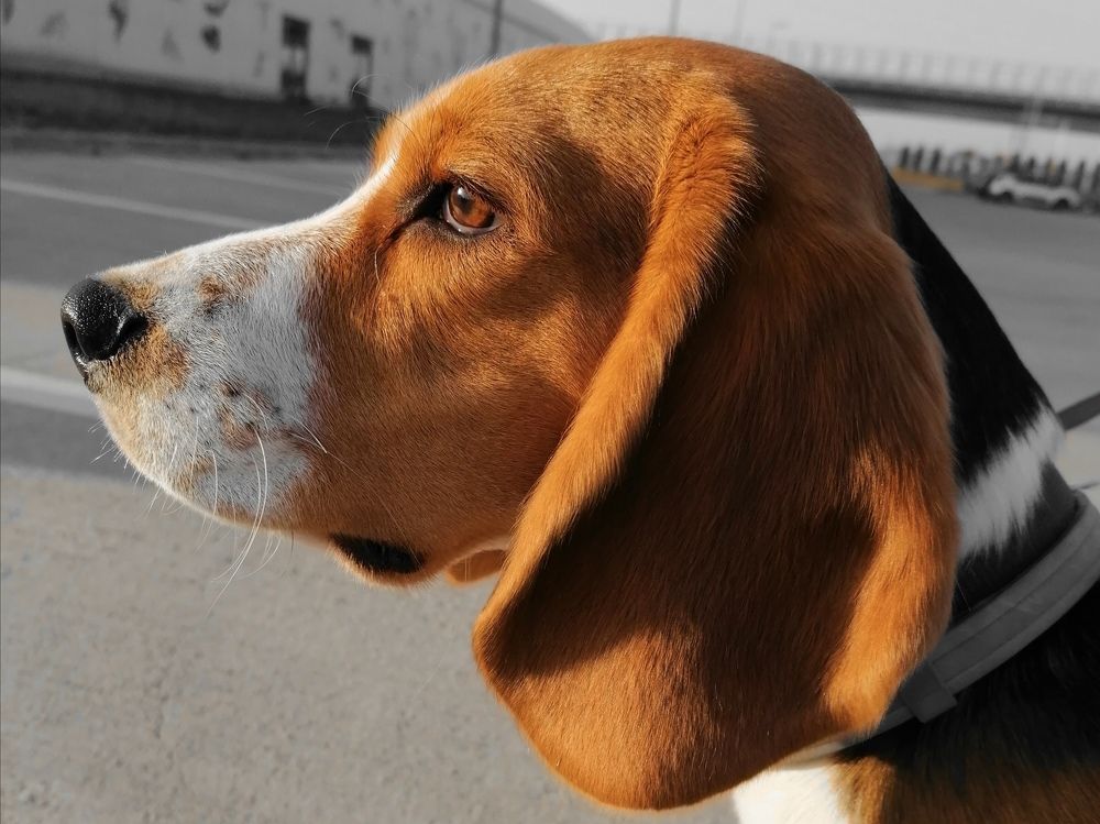 Photograph by Mariana Ștefania Odințoi