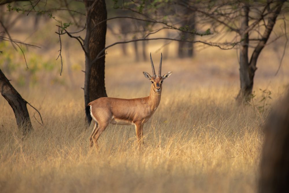 Фотография автора Anindita Datta Muhuri