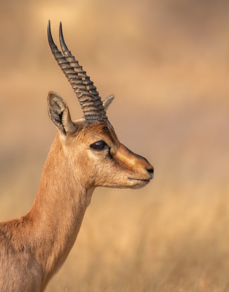 Фотография автора Anindita Datta Muhuri