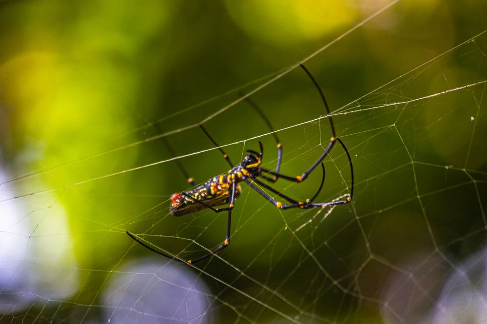 Photograph by Susobhan Biswas