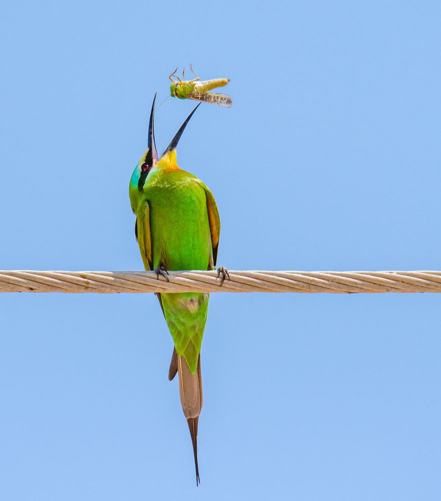 Tossing  between life and death