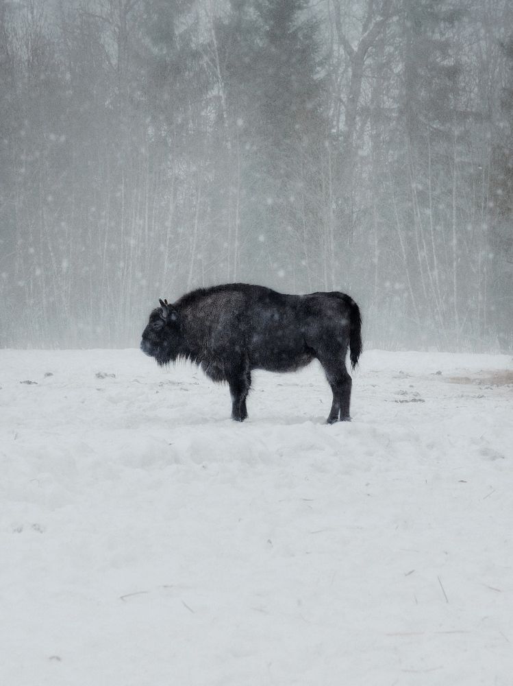 Photograph by Сергей Протасов