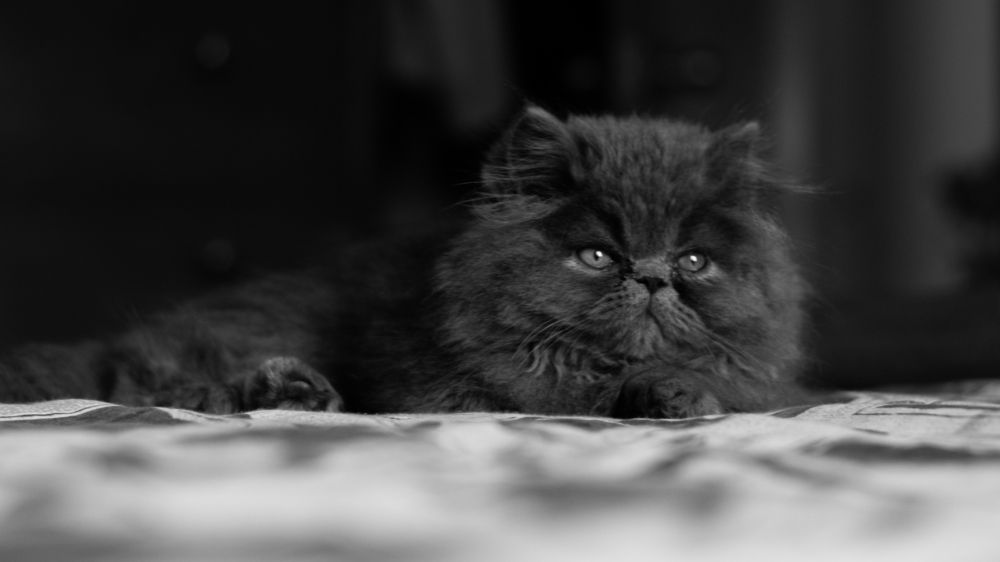 Photograph by Pedro Javier Pilamunga Rueda