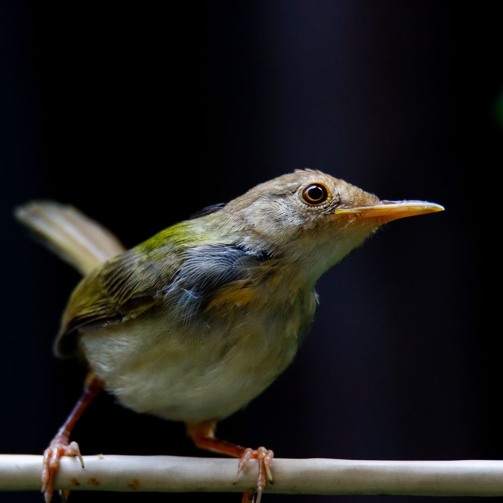 Photograph by Biswajit Bhattacharjee