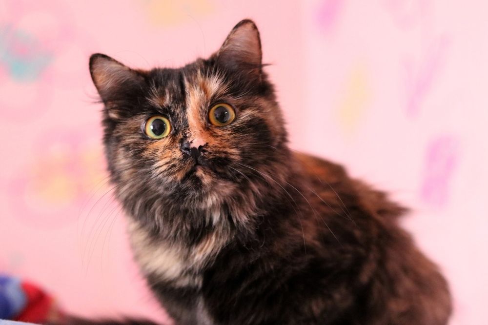 Photograph by Дарья Кузнецова