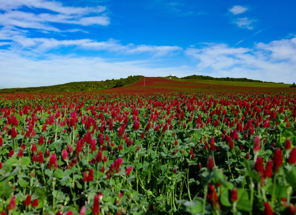 Photograph by Makrai Richárd