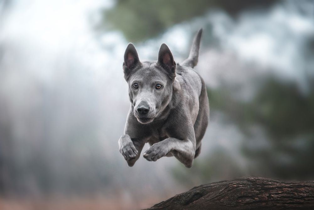 Фотография автора Анна Вильховая
