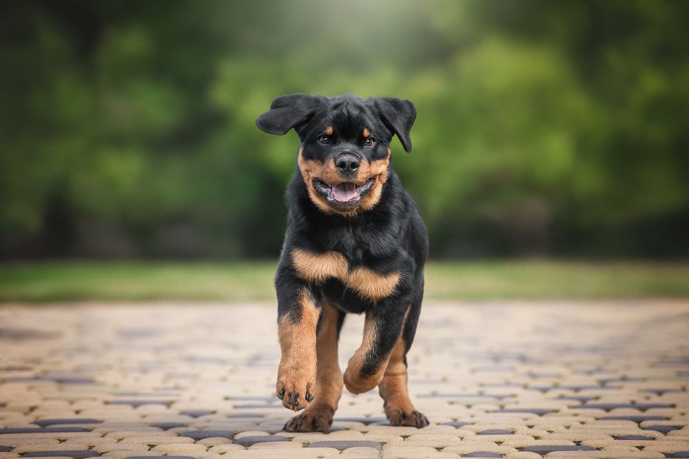 Фотография автора Анна Вильховая