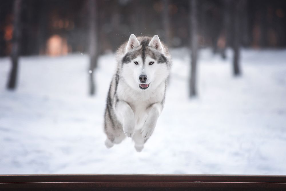 Фотография автора Анна Вильховая