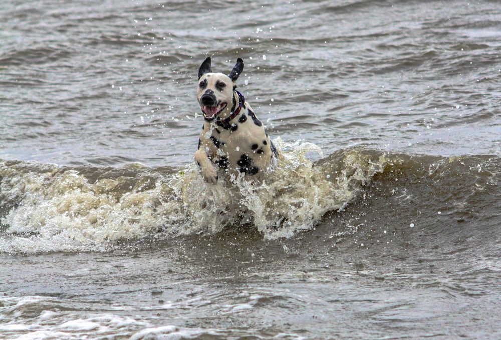 Рождённый в пене