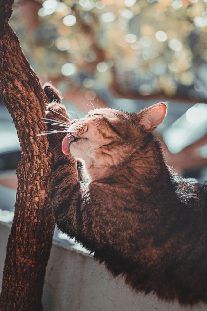 Photograph by Antonia Panagiota Davari