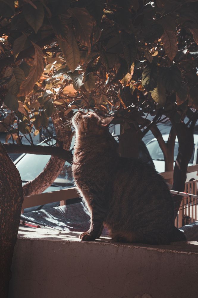 Photograph by Antonia Panagiota Davari