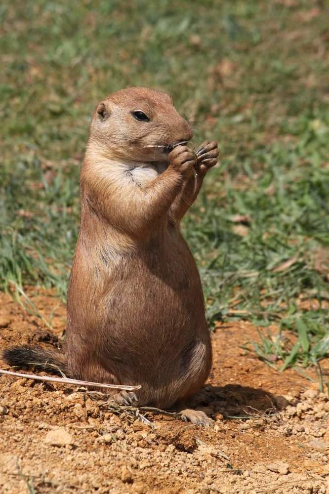 Cão da pradaria.