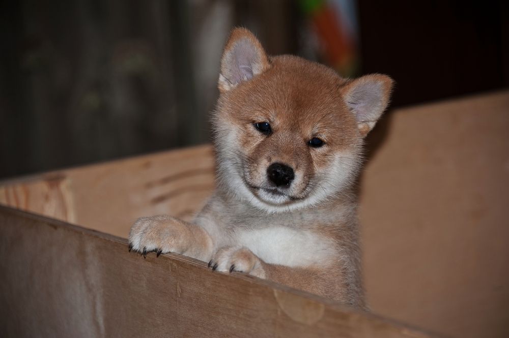 Маленький Сиба-ину
