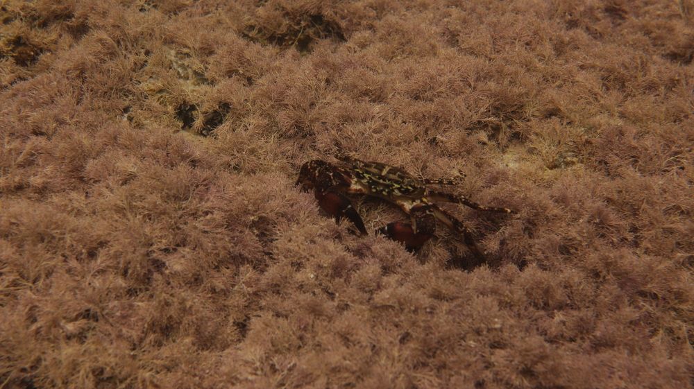 Photograph by Владимир Ясюкевич