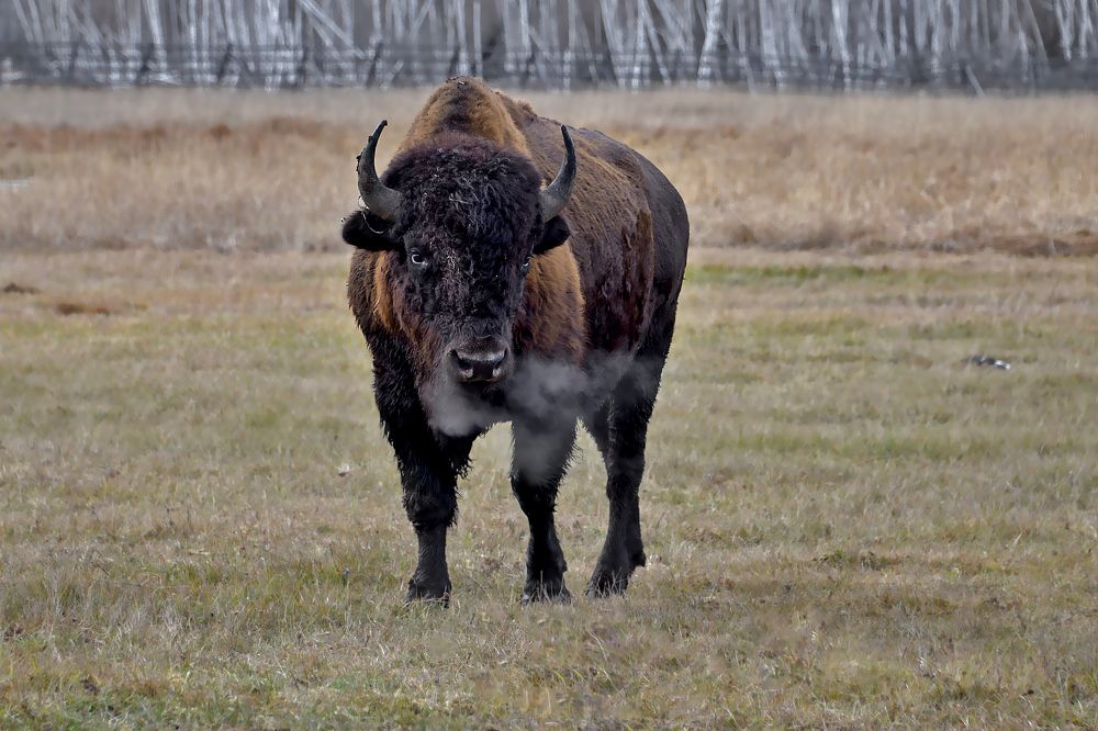 Бизон