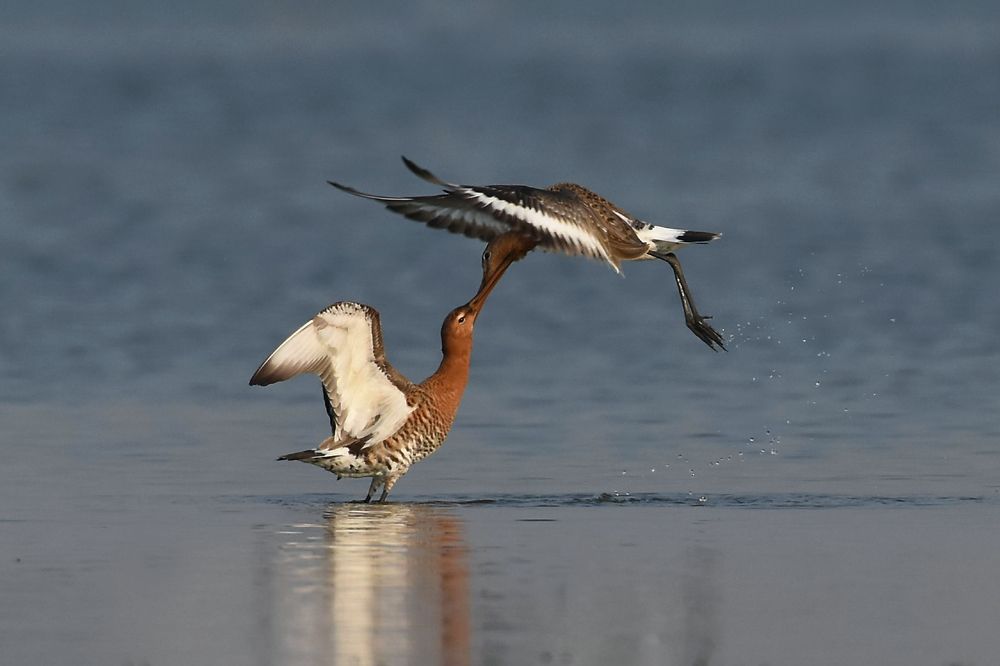 Фотография автора Sourav Mookherjee