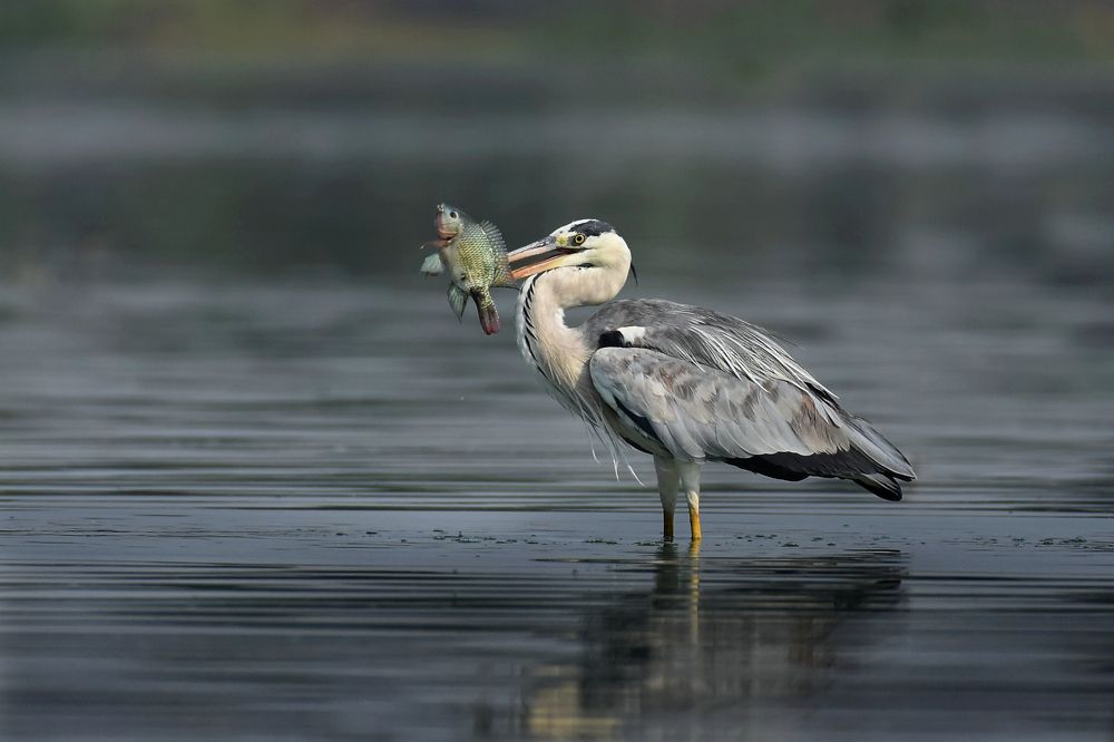 Фотография автора Sourav Mookherjee