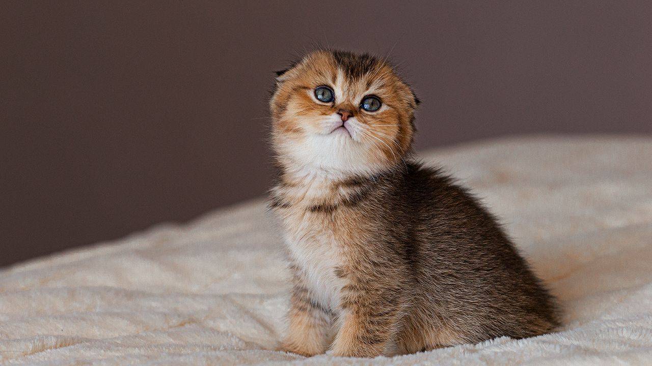 Photo #6128575