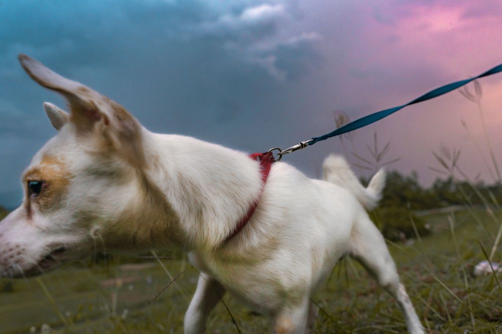 Фотография автора Dang Le