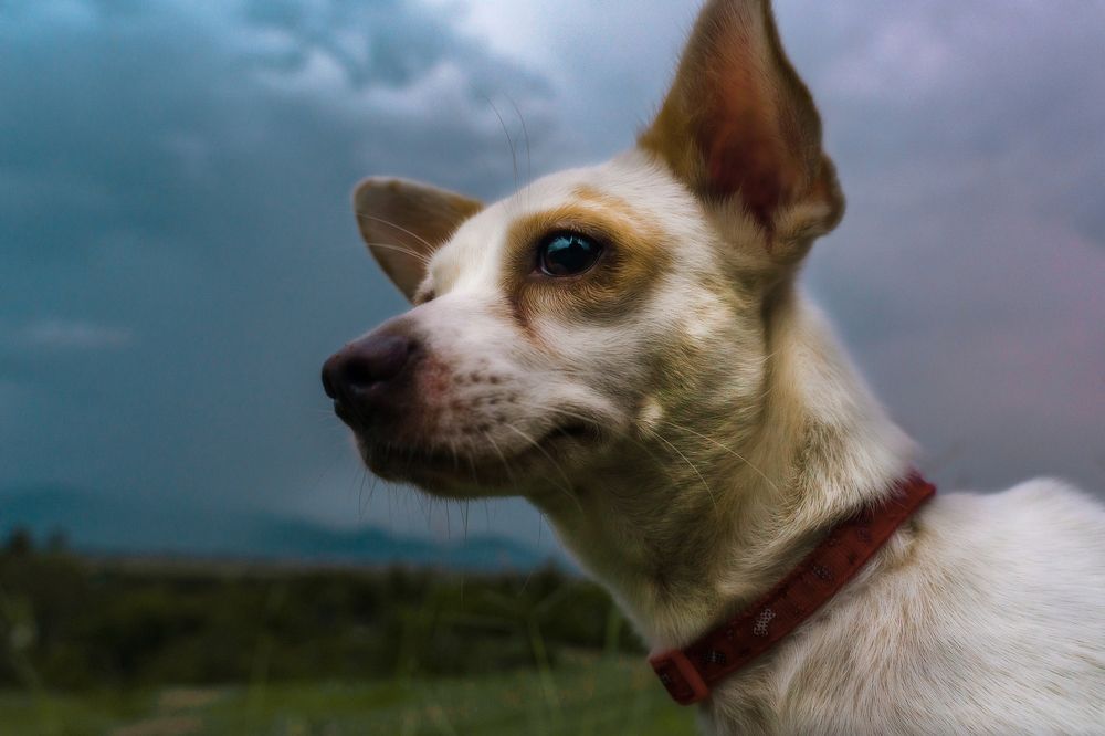 Фотография автора Dang Le