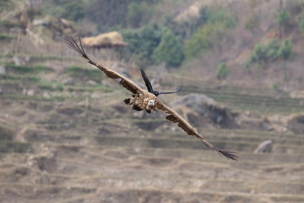 Фотография автора Leki Wangdi