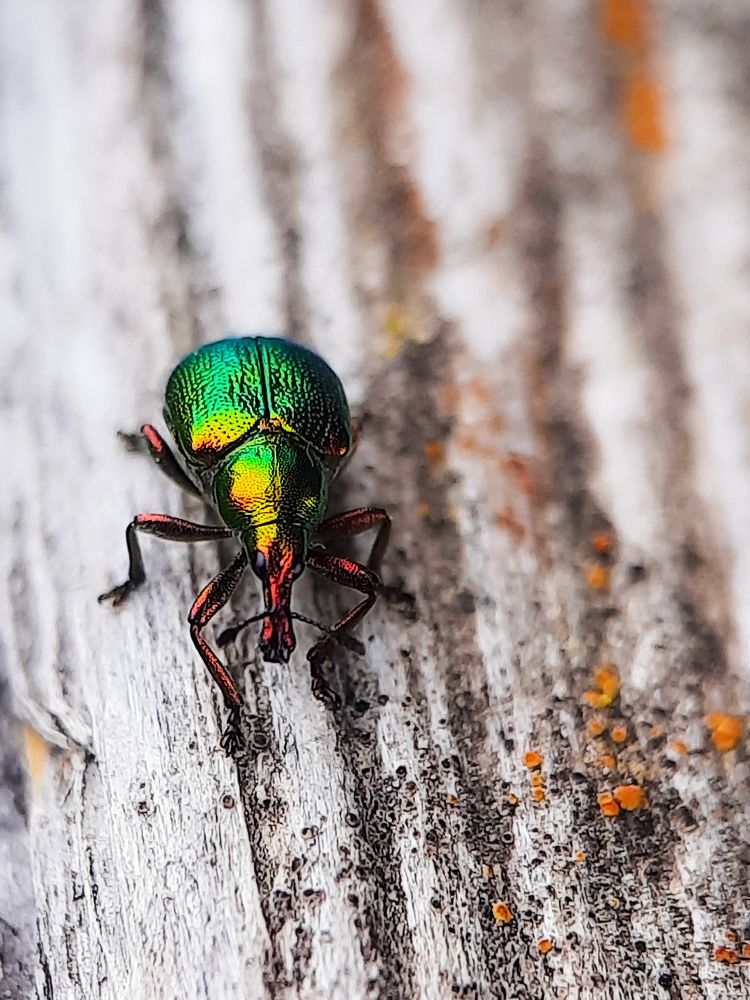 Грушевый трубковерт