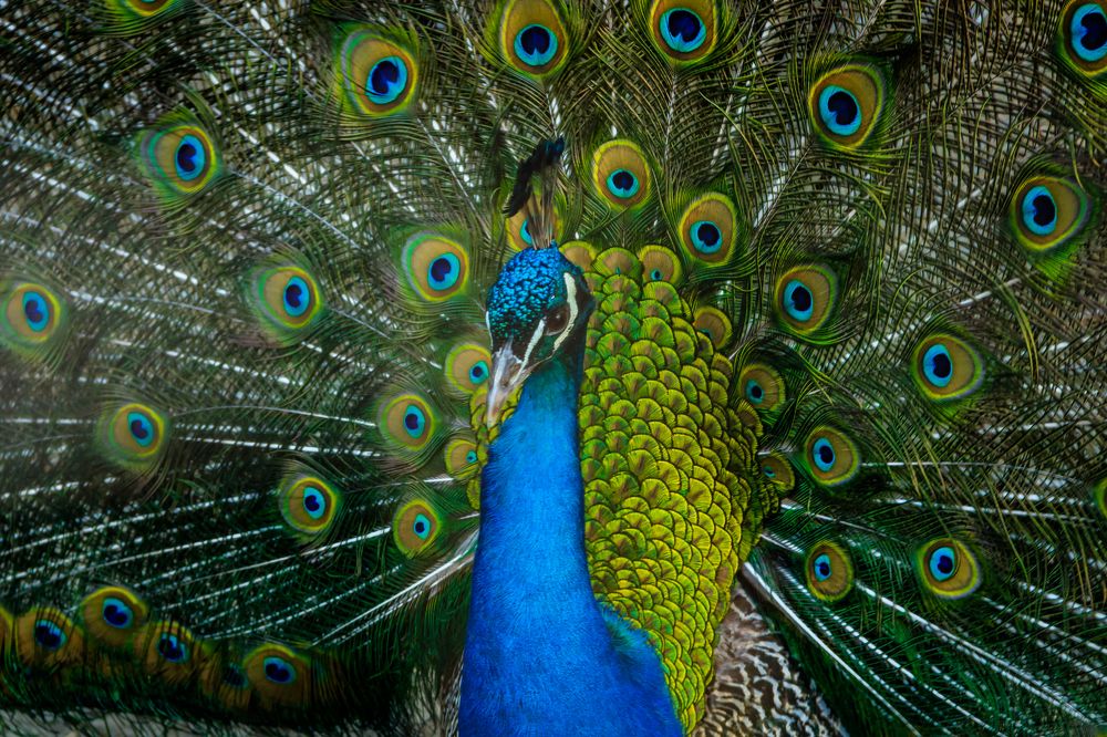 Photograph by Игорь Сидун