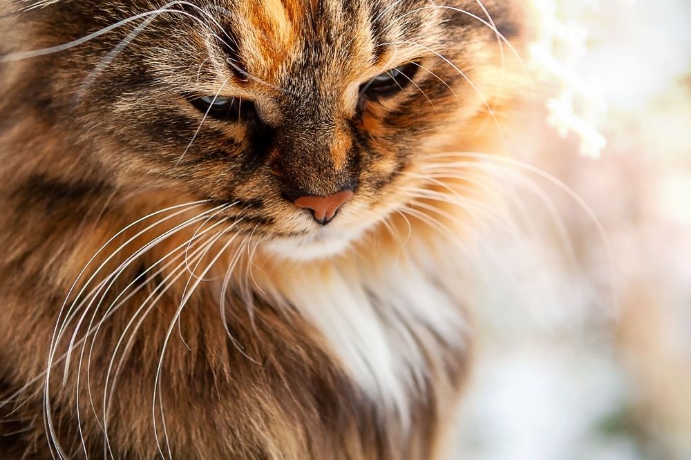 Photograph by Наталья Саксонова