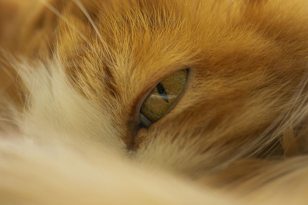 Фотография автора Альбина Хвастунова