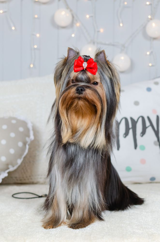 Photograph by Антонина Ягущина