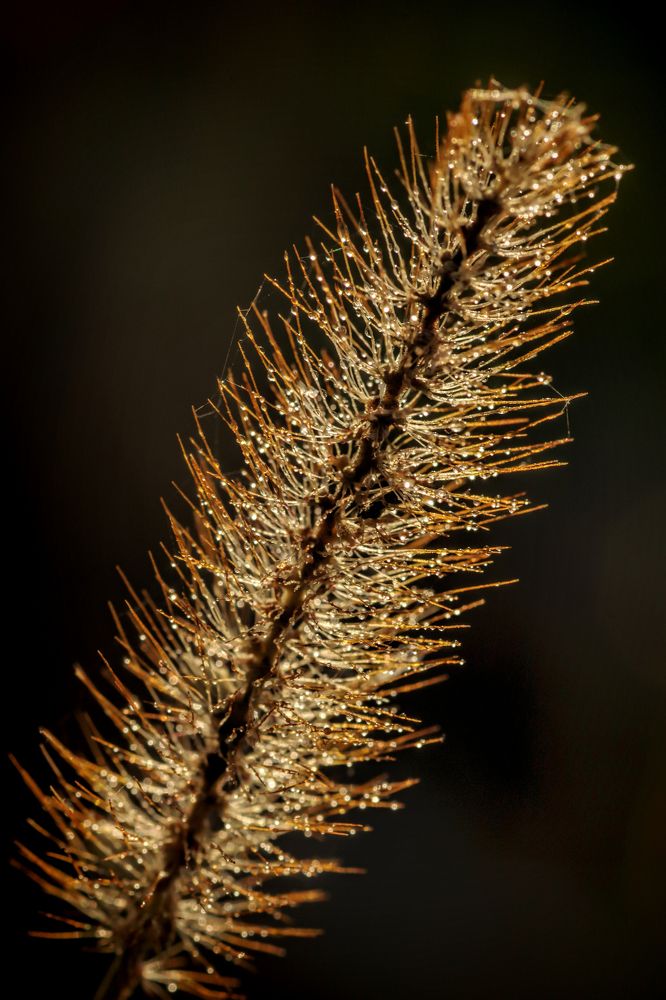 Photograph by Наталья Кащеева