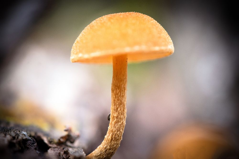 Photograph by Алёна Бушвехтерс