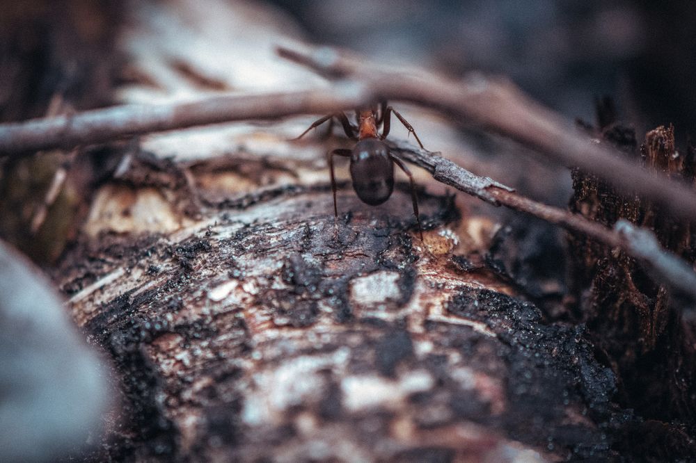 Photograph by Алёна Бушвехтерс