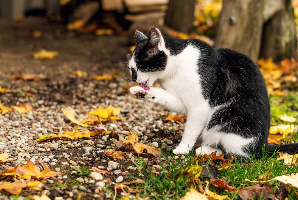 Photograph by Kosmachiova Olga