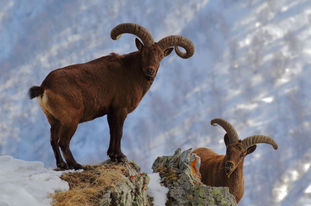 Горные козлы в горной Сванети