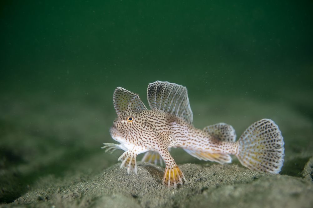 Фотография автора Ichinoseki Sayaka