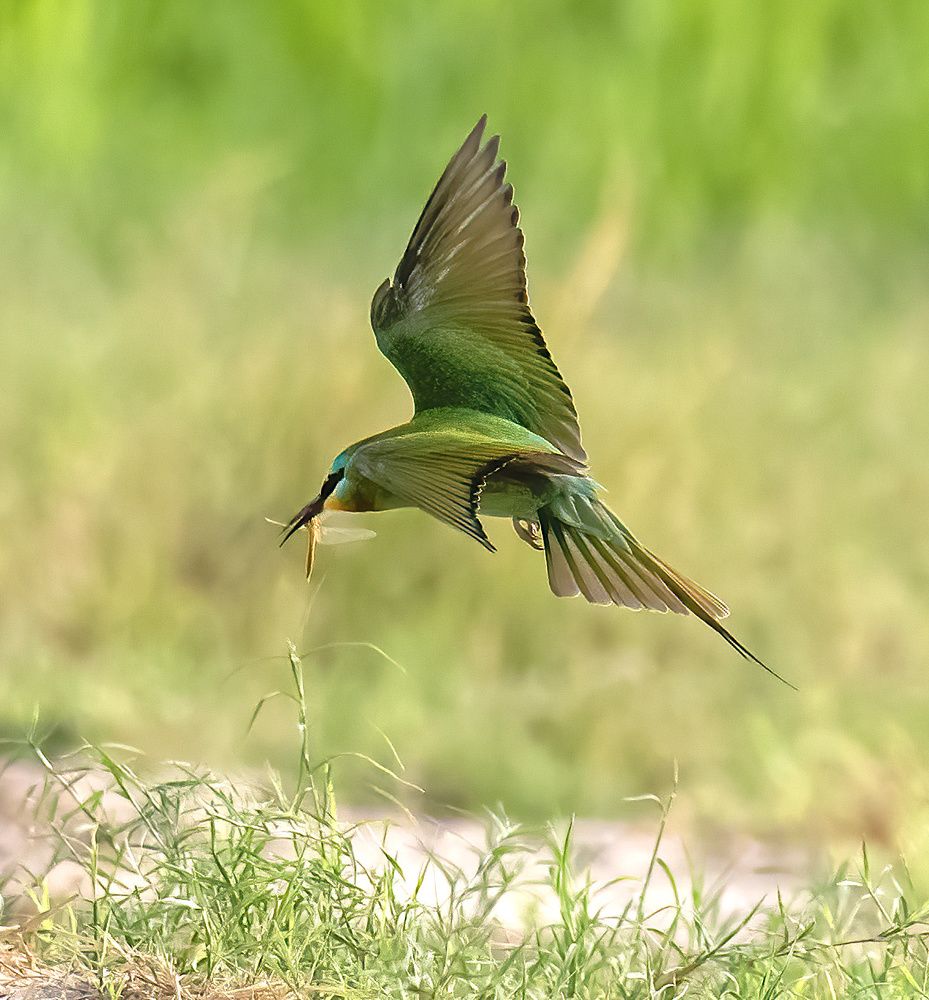 Bee eaters