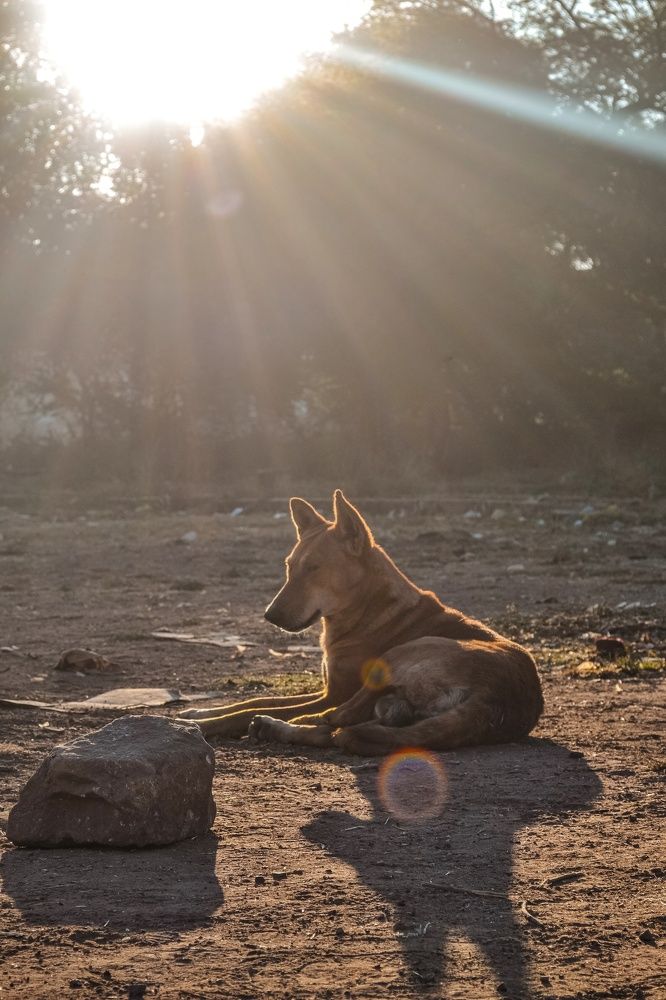 Фотография автора Priya Ojha