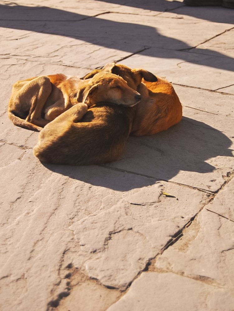 Фотография автора Priya Ojha